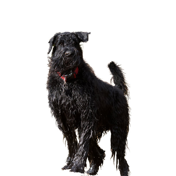 灿烂的巨型雪纳瑞图片下载