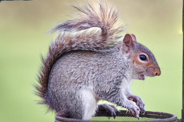 侧视图的灰色，灰色松鼠，Sciurus carolinensis咀嚼坚果从鸟类喂食器图片下载