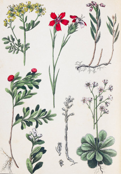 植物花卉图案。有机植物收藏。复古风格的植物。手绘复古植物插图。植物手绘插图。欧洲的植物。自然的壁纸。野生植物收藏。石竹，石竹，石竹图片下载
