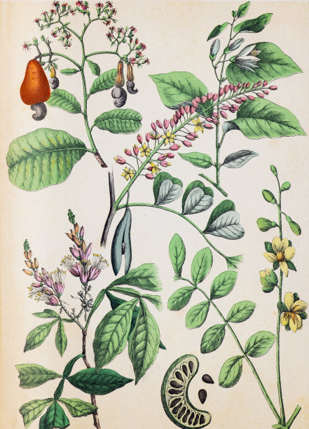 植物花卉图案。有机植物收藏。复古风格的植物。手绘复古植物插图。植物手绘插图。欧洲的植物。自然的壁纸。野生植物收藏。梭梭，梭梭，准梭梭图片下载