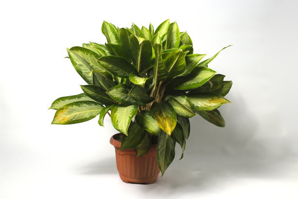 白色背景上的Aglaonema。图片下载