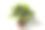 白色背景上的Aglaonema。图片下载