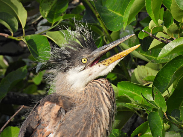 大蓝鹭(Ardea herodias) -幼年，肖像图片下载