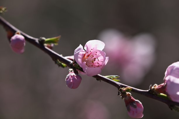 阳光灿烂的花瓣;桃花图片下载
