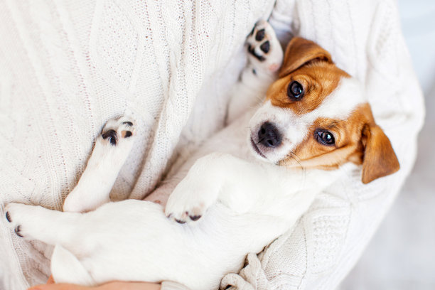 小狗躺在主人的怀里图片下载