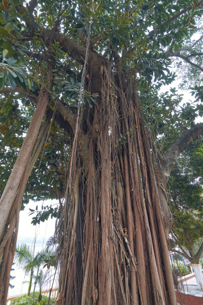 哈里萨哈尔克雷格公园花园里一棵大橡胶树的粗壮树干图片下载