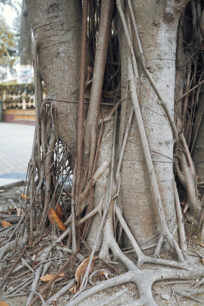 哈里萨哈尔克雷格公园花园里的大橡胶树图片下载