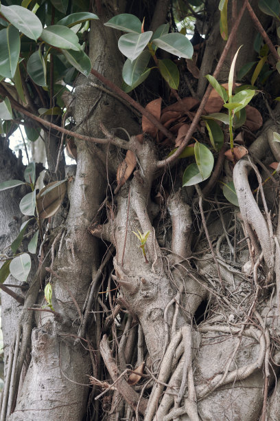 哈里萨哈尔克雷格公园花园里的大橡胶树图片下载