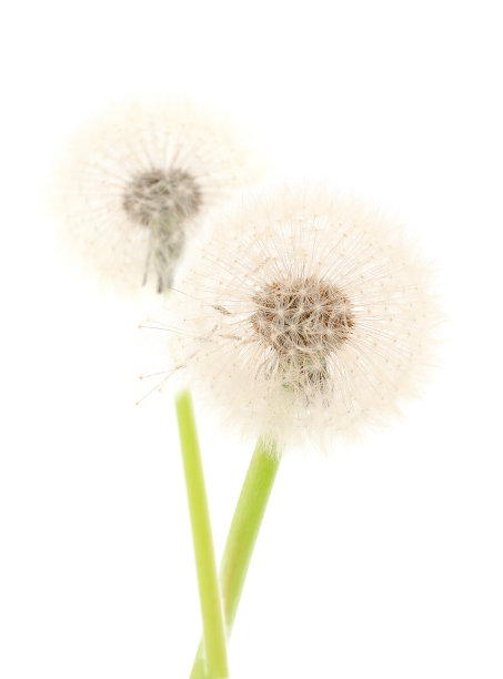 蒲公英花孤立。图片下载