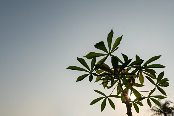 日出时的木薯田。食品它是常用的动物饲料。夏天的桑普。产品名称为Yuca, Mandioa, Manioc, Tapioca。图片下载