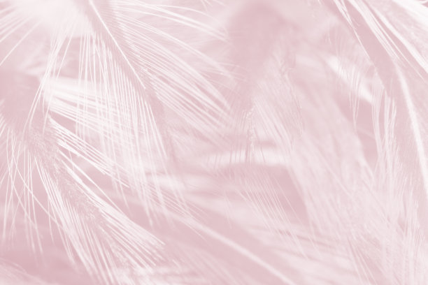 美丽的白紫罗兰紫雾色调羽毛纹理背景，潮流色彩图片下载