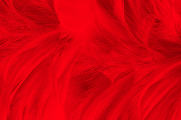 美丽的深红色栗色羽毛图案纹理背景图片下载