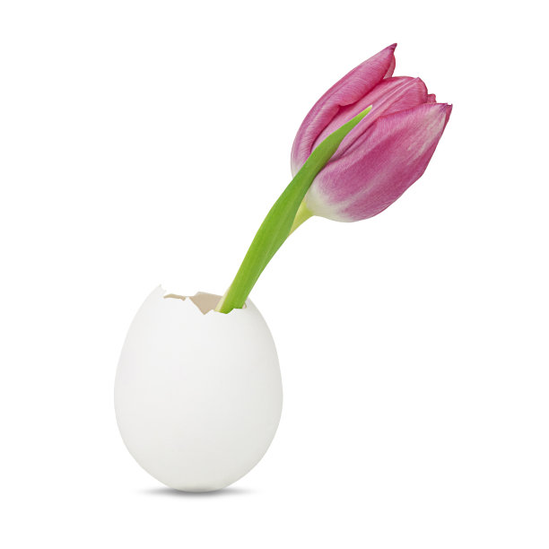 蛋壳和粉红色郁金香图片下载
