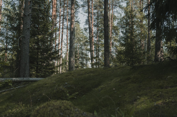 黑暗神秘的森林，苔藓和松树。探索森林。图片下载