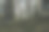 黑暗神秘的森林，苔藓和松树。探索森林。图片下载