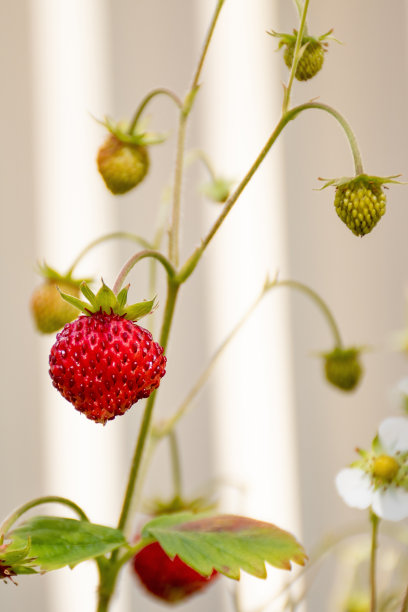 有机成熟的红色浆果和野生高山草莓植物在一个阳光明媚的夏日生长在城市花园的花盆里图片下载