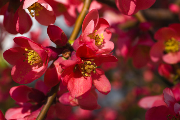 野杏仁开粉红色的花图片下载