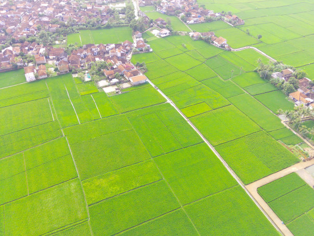 俯瞰远处被广阔稻田包围的房屋图片下载