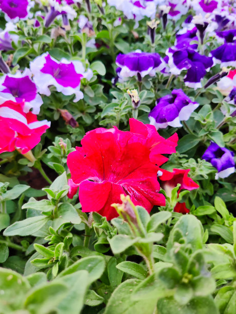 五彩缤纷的花朵图片图片下载