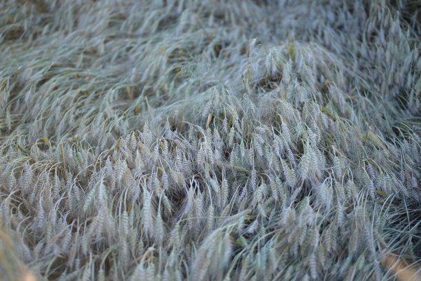 背景田里成熟的金黄色小穗小麦带着小胡子，小穗渐变纹理，乌克兰农田，金色，特写对称照片，面粉图片下载