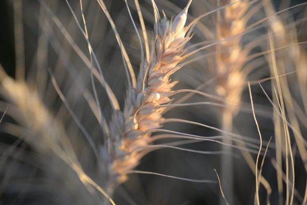 背景田里成熟的金黄色小穗小麦带着小胡子，小穗渐变纹理，乌克兰农田，金色，特写对称照片，面粉图片下载