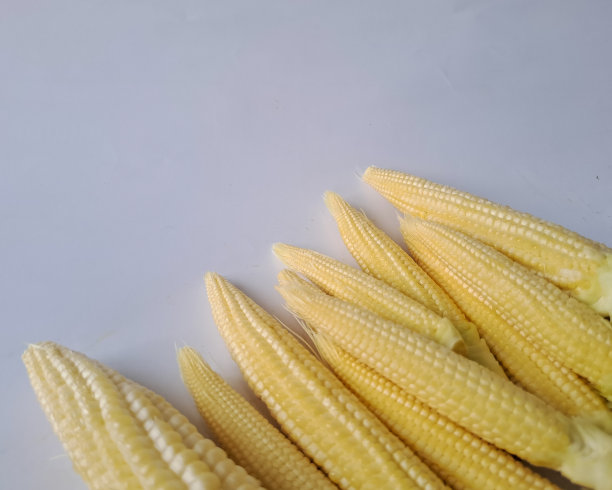 白色背景上孤立的小玉米图片下载