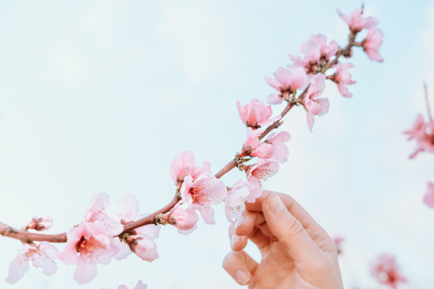 水平图片，面目全非的女子手触摸樱花图片下载