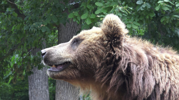 堪察加灰熊图片下载