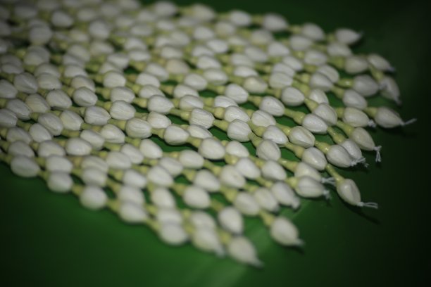 茉莉花背景制成的薄纸。白色小花宏春。茉莉花是泰国母亲节的象征。图片下载