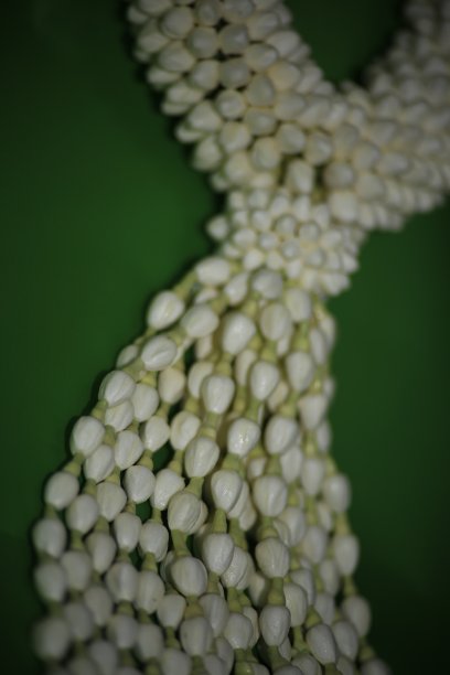 茉莉花背景制成的薄纸。白色小花宏春。茉莉花是泰国母亲节的象征。图片下载