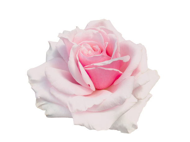 新鲜美丽的粉红玫瑰孤立在白色背景上图片下载