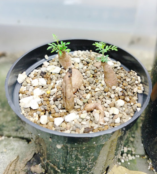 非洲pachypus植物图片下载