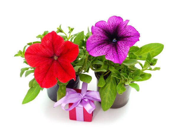 红色和紫色的矮牵牛花花盆和礼物。图片下载
