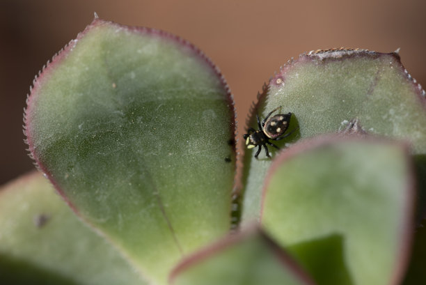 蜘蛛在野外的植物上。特写照片图片下载