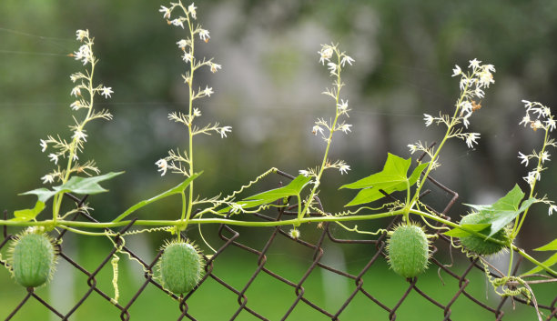 野棘囊藻生长在野外图片下载