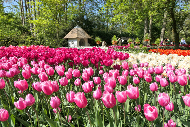 春天，荷兰库肯霍夫花园里盛开的郁金香。图片下载