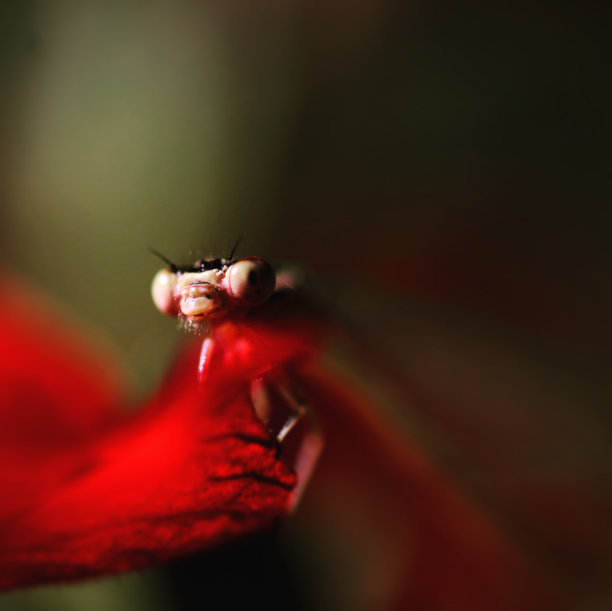 龙飞翔图片下载