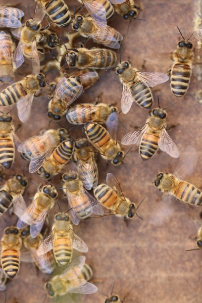 蜜蜂在蜂巢里图片下载