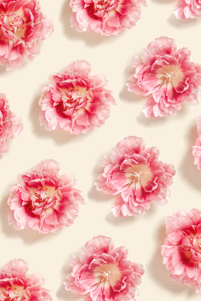 牡丹郁金香花春天假期花的审美重复模式，最小的植物平面铺设，花卉顶部视图照片与米色自然设计上的粉红色红色盛开的花朵渐变图片下载