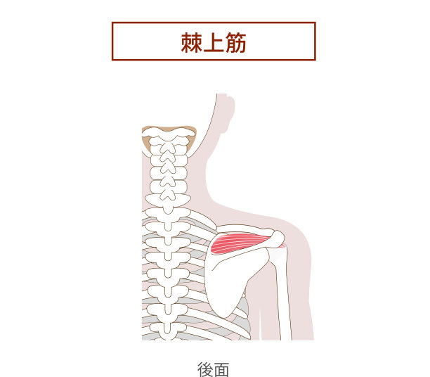 肩袖冈上肌解剖图图片下载