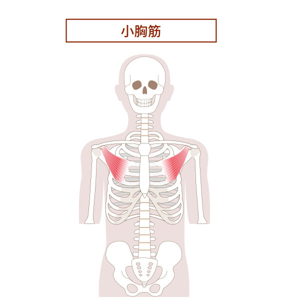 胸小肌解剖图图片下载