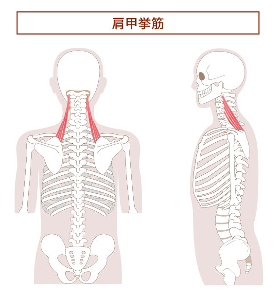 从侧面和背部的肩胛提肌解剖图图片下载