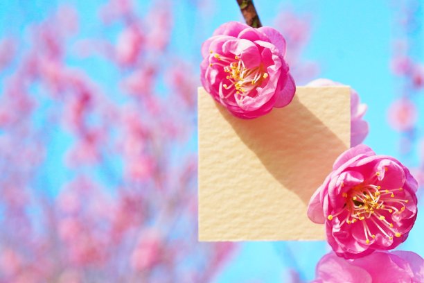 一个华丽的信息卡的模型，装饰着漂亮的粉红色的日本梅花树枝在梅林的蓝天下图片下载