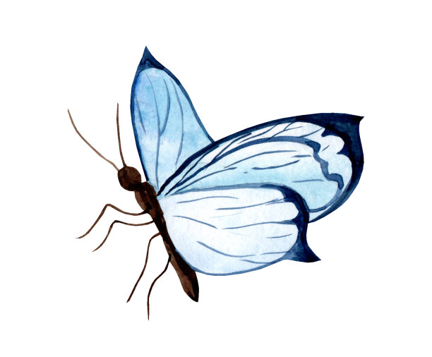 美丽的蓝蝴蝶图片下载