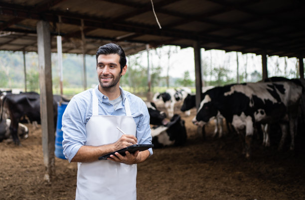 农业：农场主在奶牛场使用平板电脑图片下载
