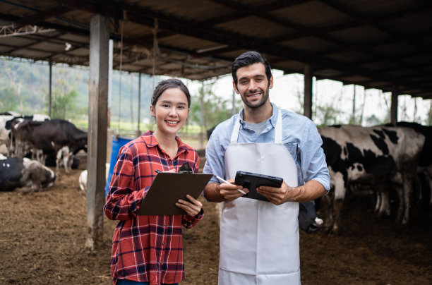 农艺师夫妇在奶牛场使用平板电脑图片下载