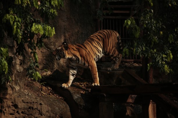 濒危物种，老虎或美洲虎。图片下载