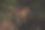 濒危物种，老虎或美洲虎。图片下载