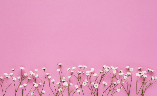 粉红色背景上的白色吉卜草。恭喜你，妇女节，母亲节，情人节，生日。副本的空间。图片下载