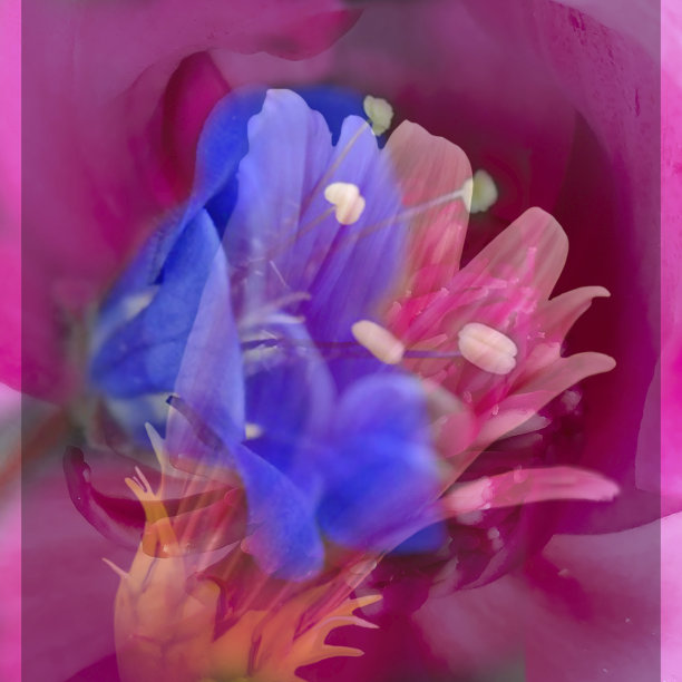 多层花蒙太奇图片下载